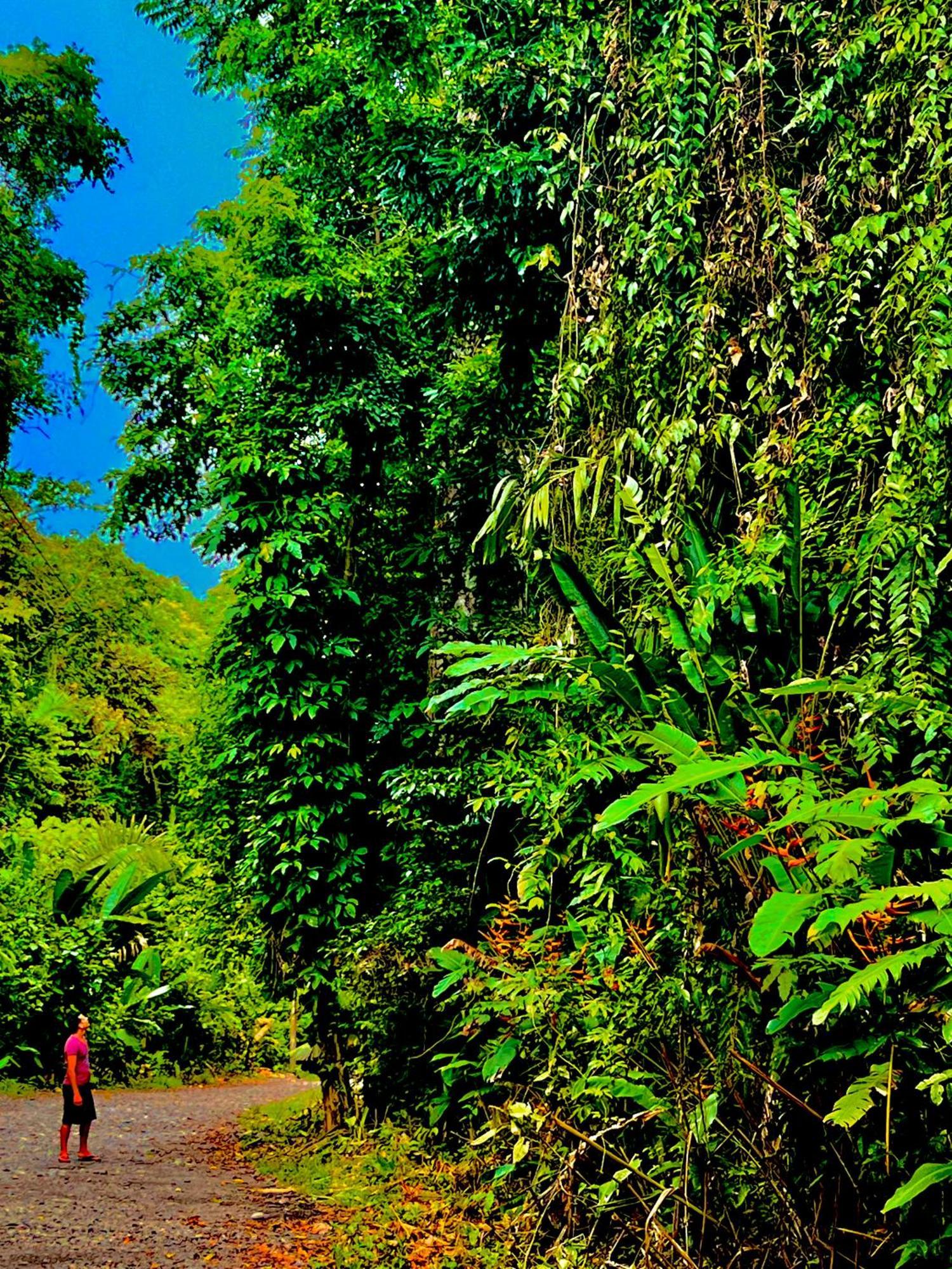 Beachfront Paradise Manuel Antonio Exteriér fotografie
